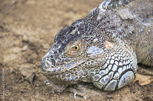 close-up of  iguana 