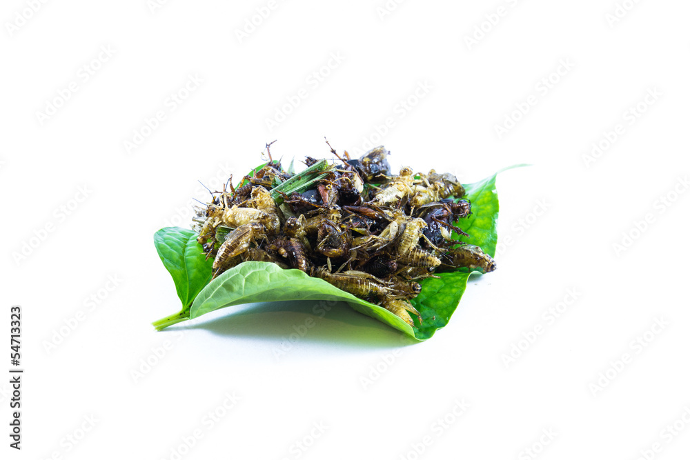 fried insect in isolated fried insect in isolated