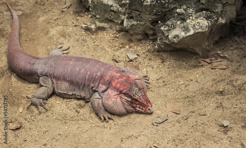 close-up of iguana 
