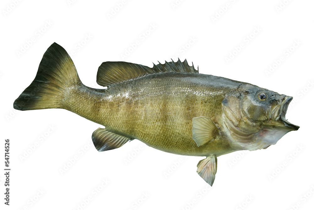 Smallmouth bass isolated on a white background - obrazy, fototapety, plakaty 