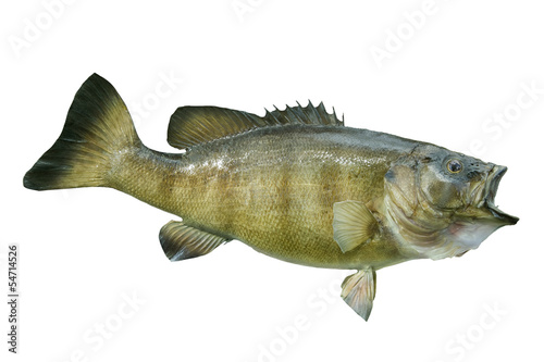 Smallmouth bass isolated on a white background photo
