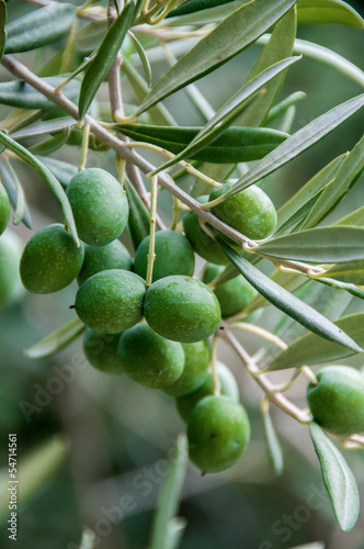 Olives in his tree