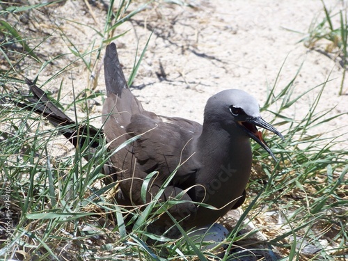 Un oiseau australien