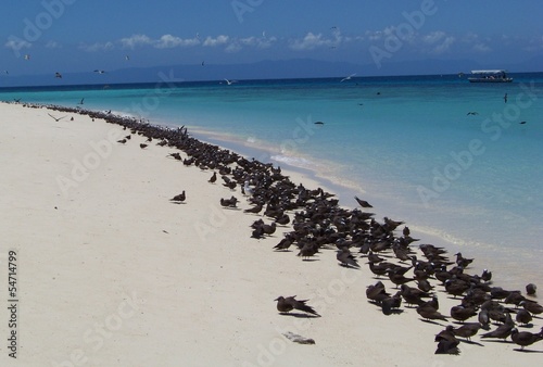 La réserve de Michaelmas Cay