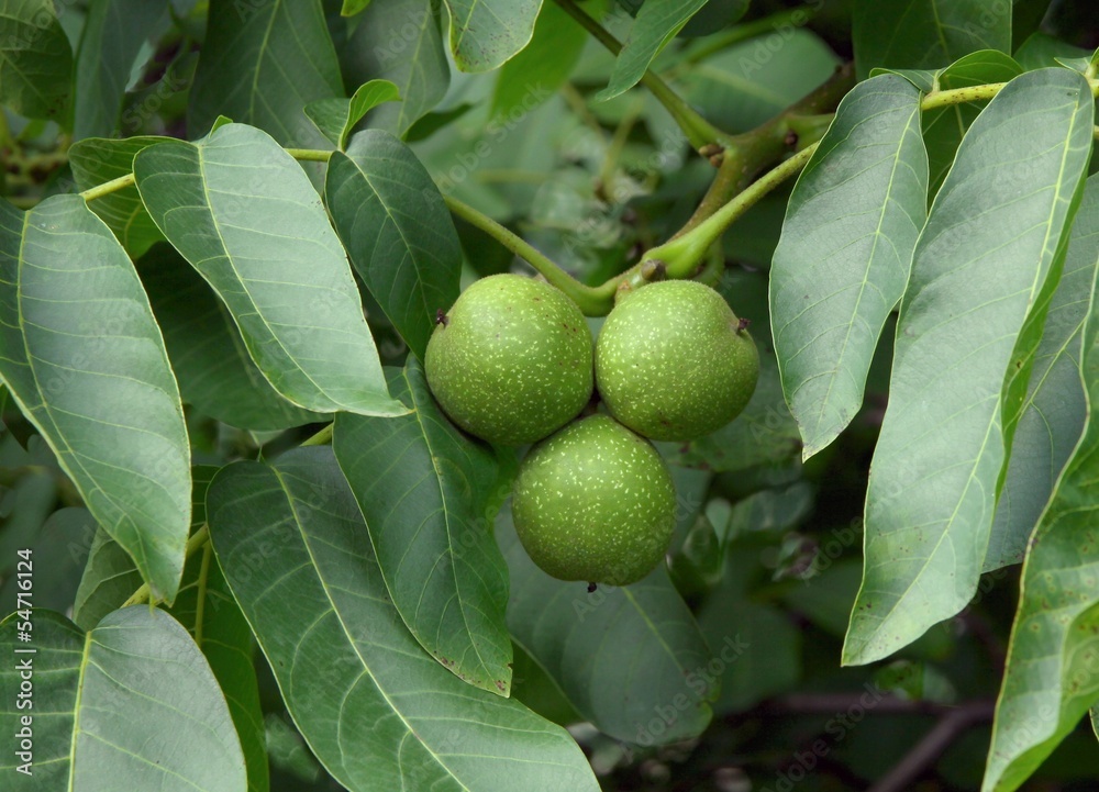 green,unripe fruits of walnut tree