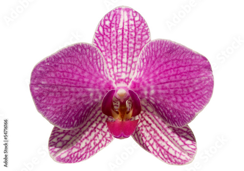 Coeur d orchid  e