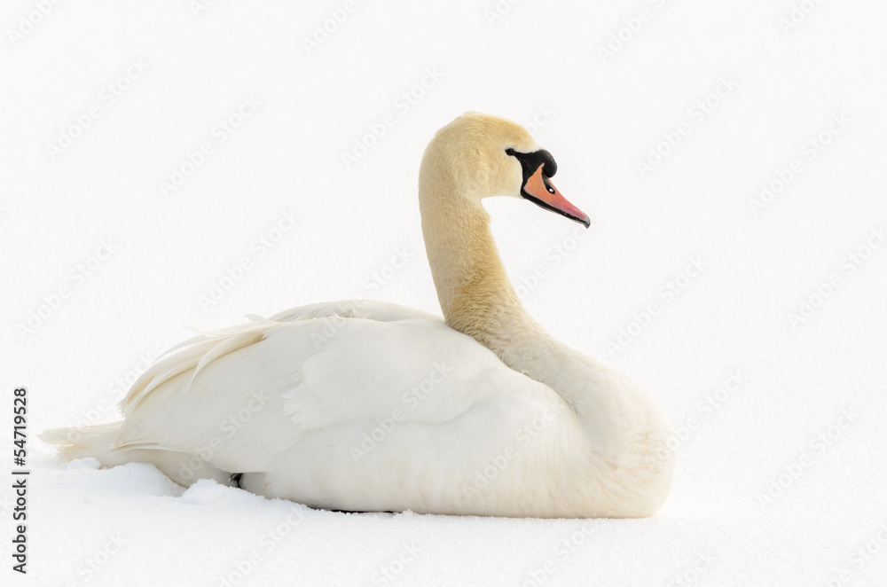 Mute Swan in the snow Mute Swan in the snow