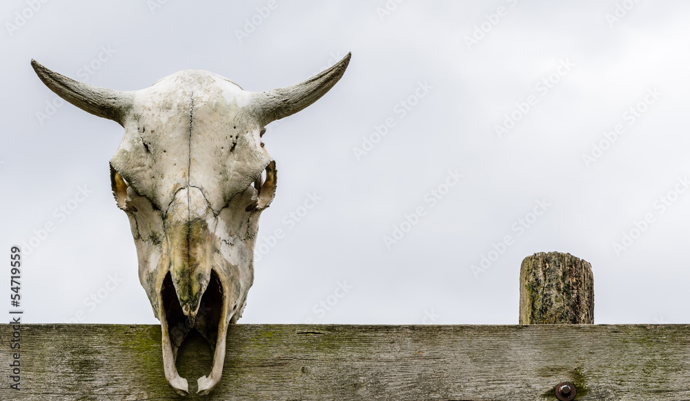 Animal skull on a fence