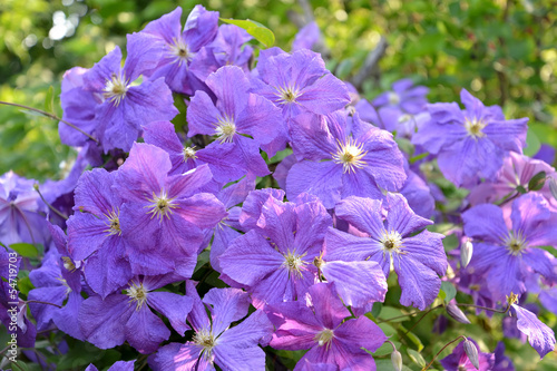 Blossoming                   a sort Mephistopheles