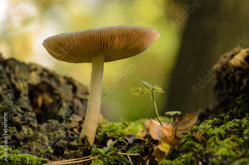 A mushroom growing on the forest floor.