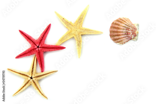 Starfish and seashell isolated on white background