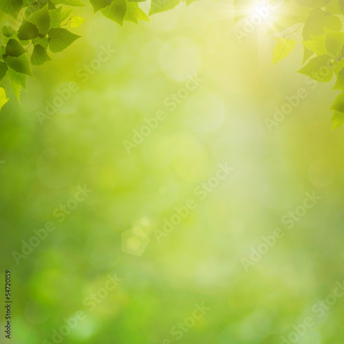 Summer in the forest, abstract natural backgrounds with fresh fo