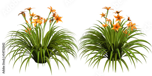 Day lily