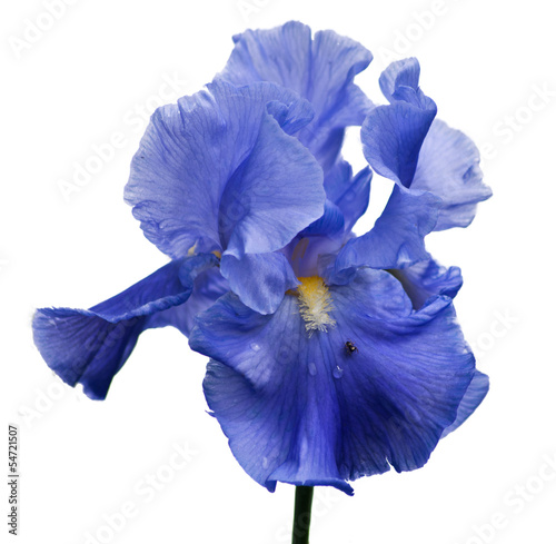 blue iris and little spider isolated on white