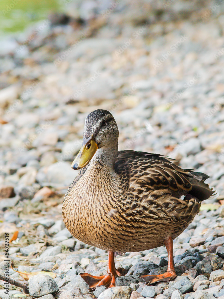 Female mallard duck Female mallard duck