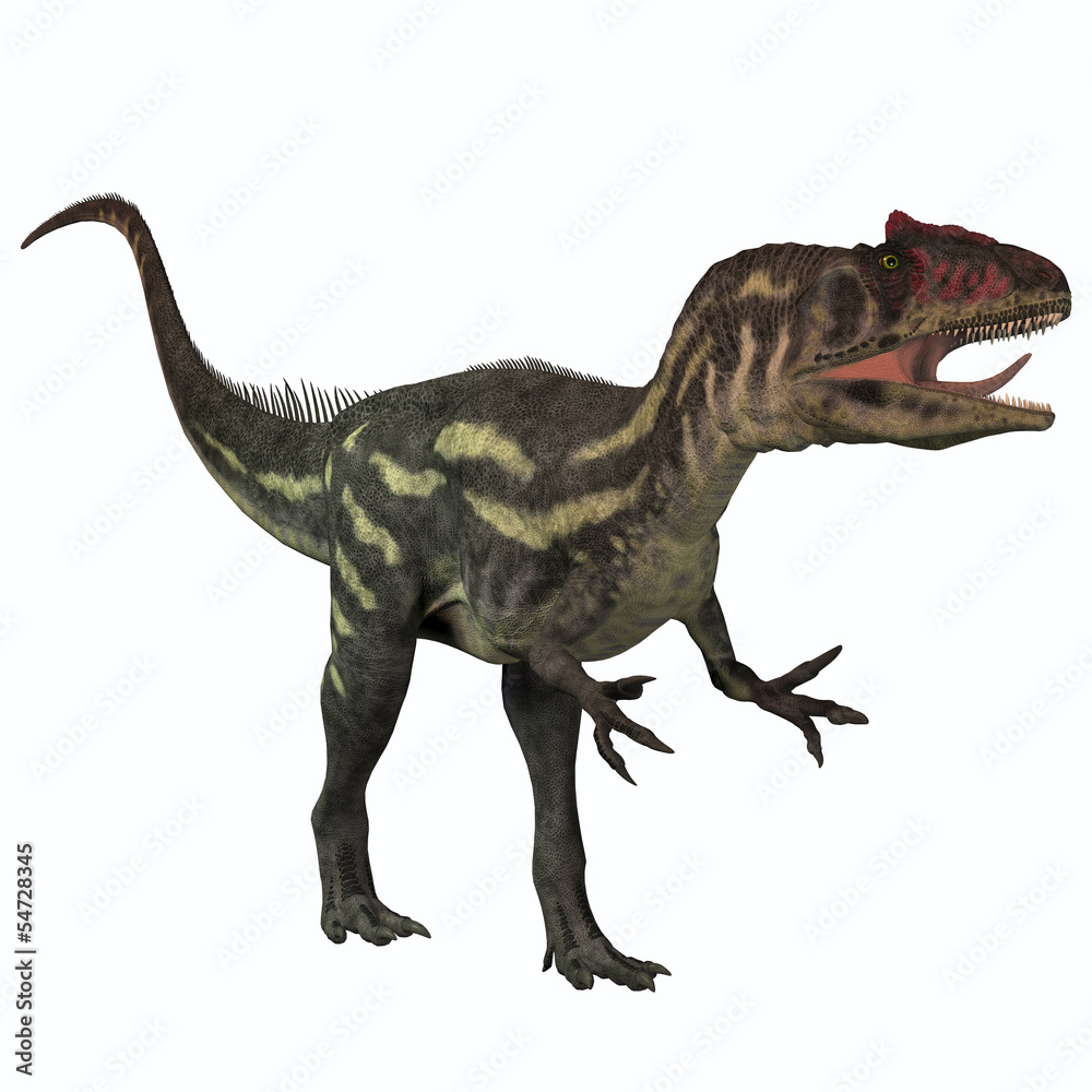 Allosaurus on White