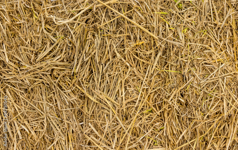 Background of hay and dry grass