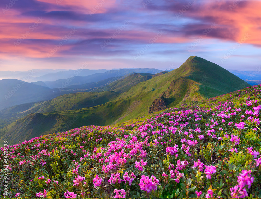 Magic pink rhododendron flowers in the mountains Magic pink rhododendron flowers in the mountains