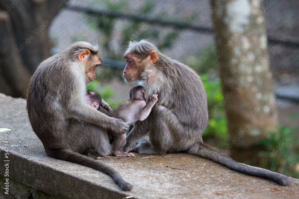 A monkeys family