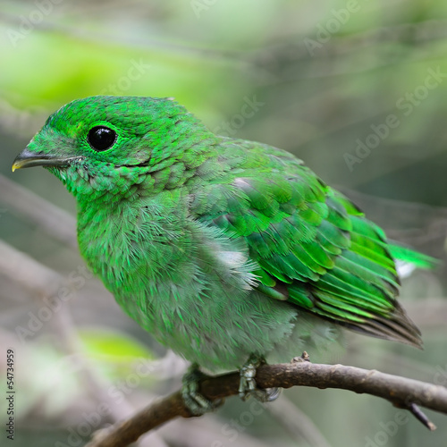 female Green Broadbill photo