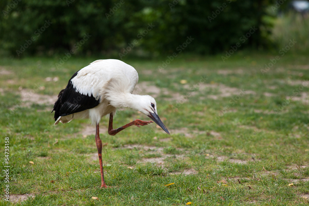 Fototapeta premium Young stork
