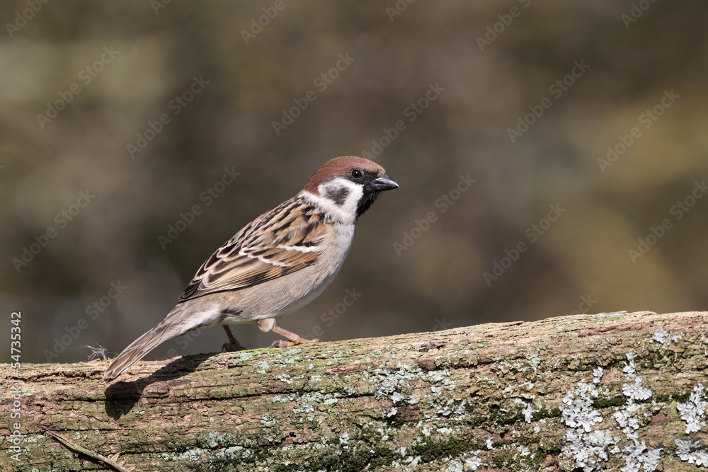 Tree sparrow, Passer montanus Tree sparrow, Passer montanus
