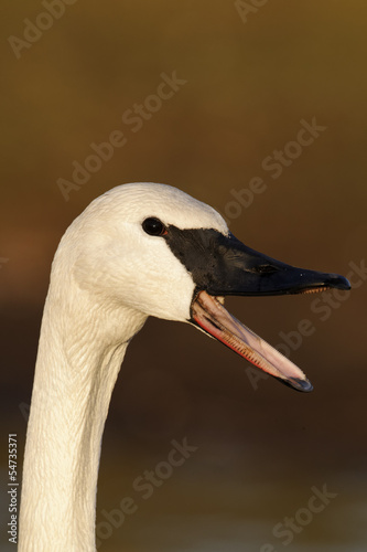 Trumpeter swan, Cygnus buccinator