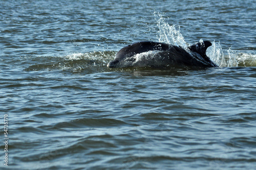 Jumping and swimming dolphins in the Danube delta, Black sea