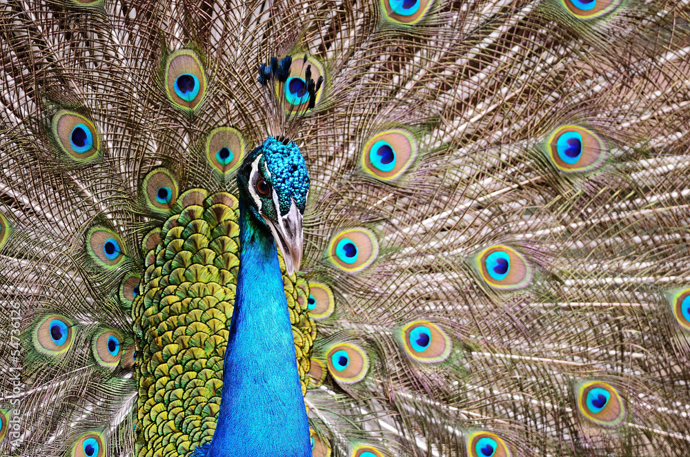 Obraz premium Green Peafowl