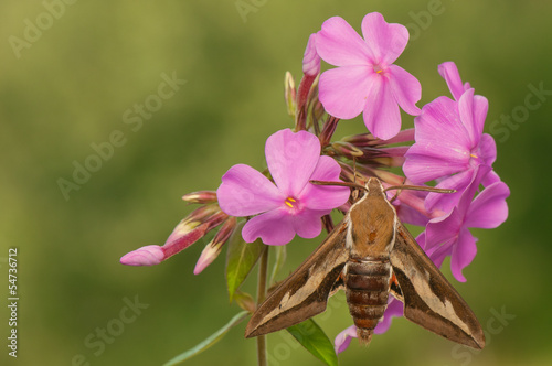 Hyles gallii photo