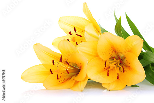 Fototapeta Naklejka Na Ścianę i Meble -  Beautiful orange lilies, isolated on white