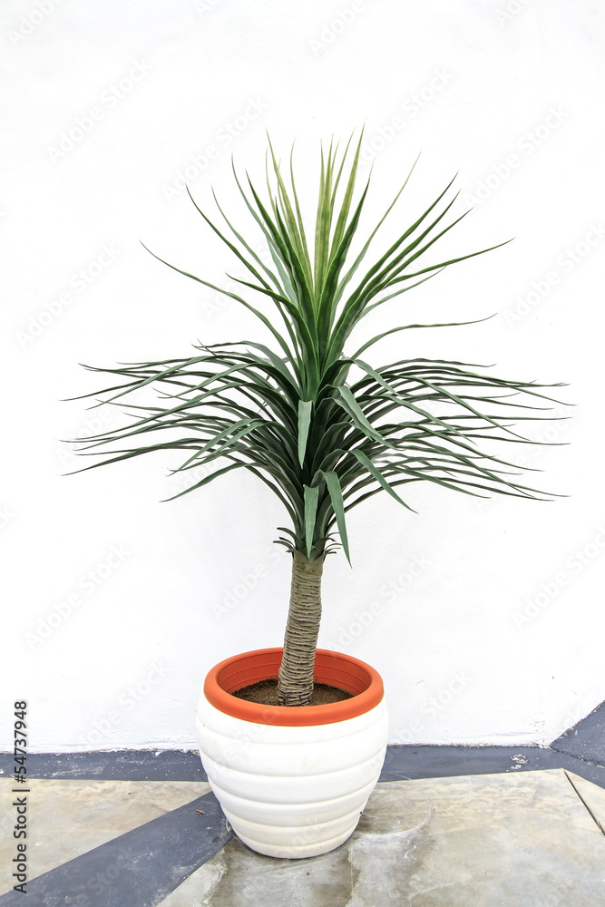 Fototapeta premium Yucca Potted Plant