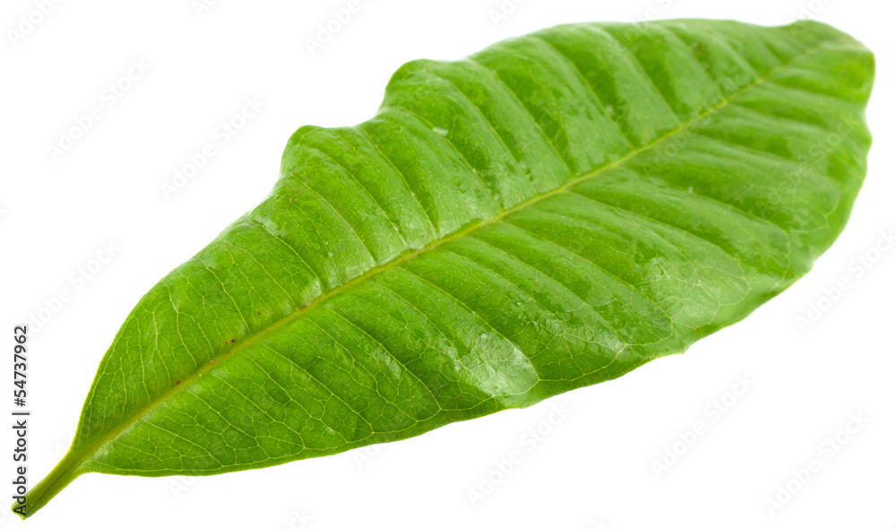 Fototapeta premium feuille de quatre-épices, Pimenta dioica