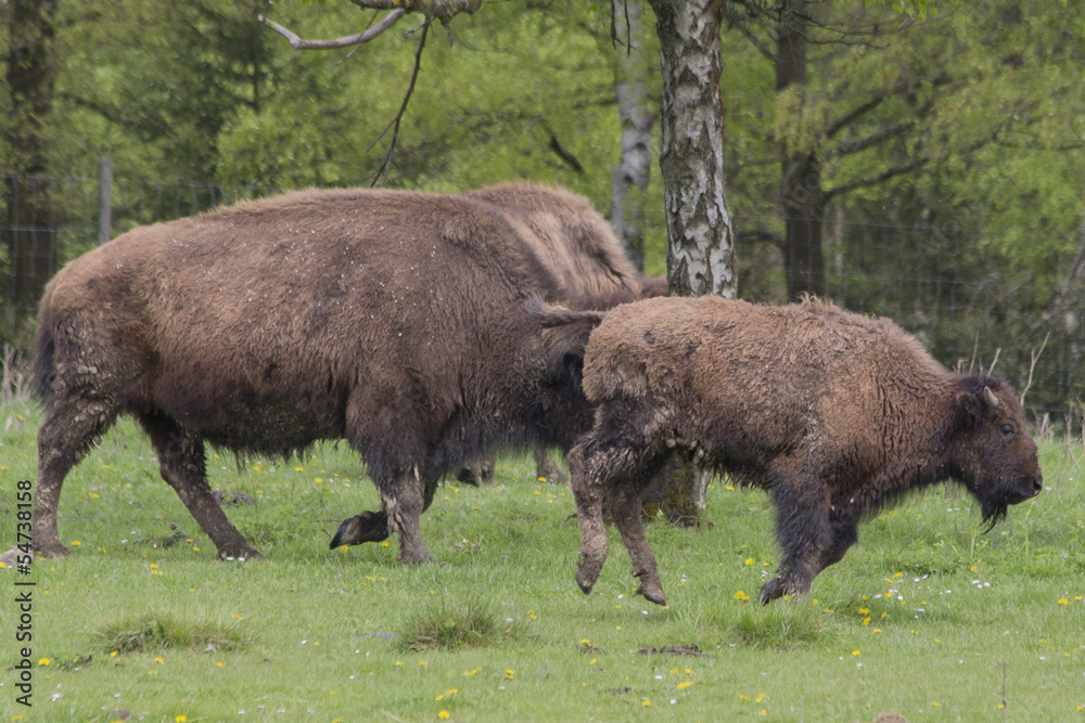 Bison Familie rennt Bison Familie rennt