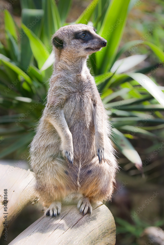 Obraz premium Suricate