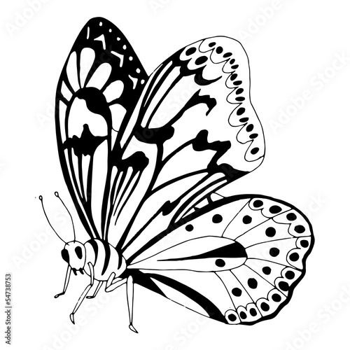 Butterfly illustration