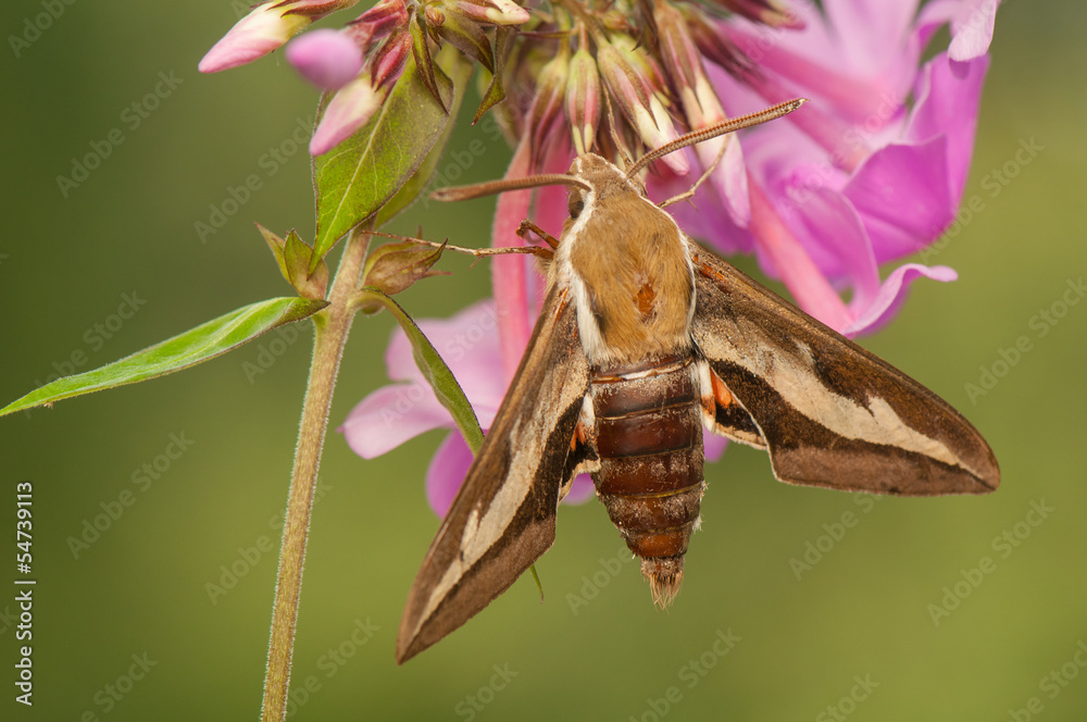 Hyles gallii