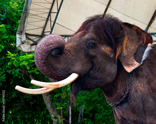 Big elephant in zoo