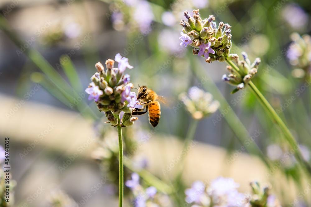 Bee collecting pollen