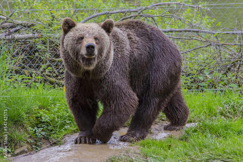 Braunbär schnüffelt interessiert photo