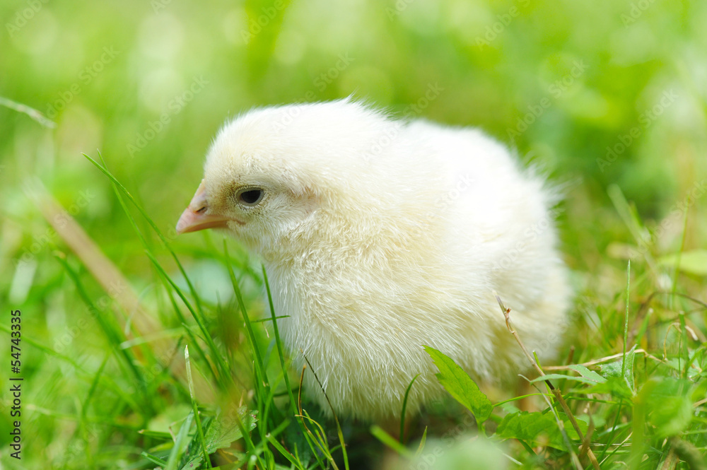 Little chicken on the grass Little chicken on the grass