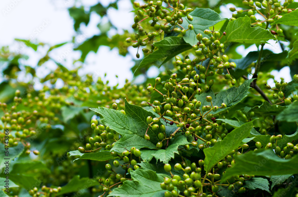 Unripe berries of viburnum on sprigs Unripe berries of viburnum on sprigs