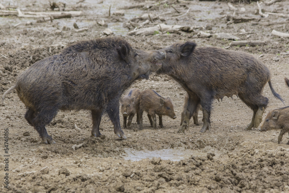 Wildschwein Kampf