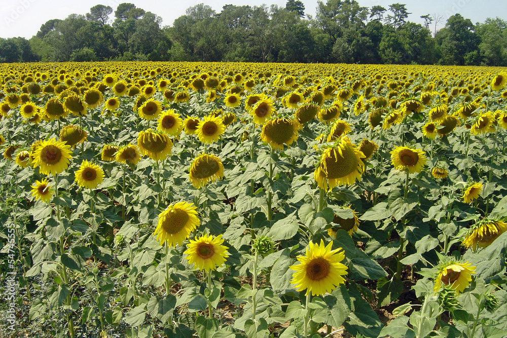 Obraz premium Sunflowers