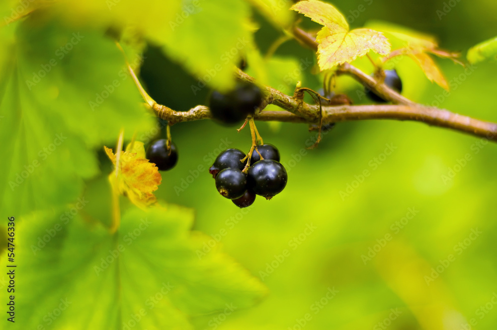 Black berries blackcurrant on a green branch Black berries blackcurrant on a green branch
