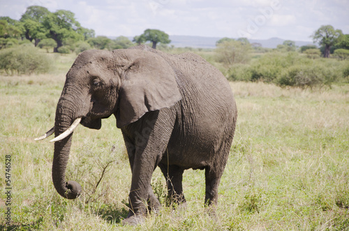 Elephant in Natoinal Park Tarangire Tanzania