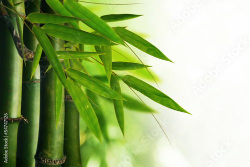 bamboo tree #54747126