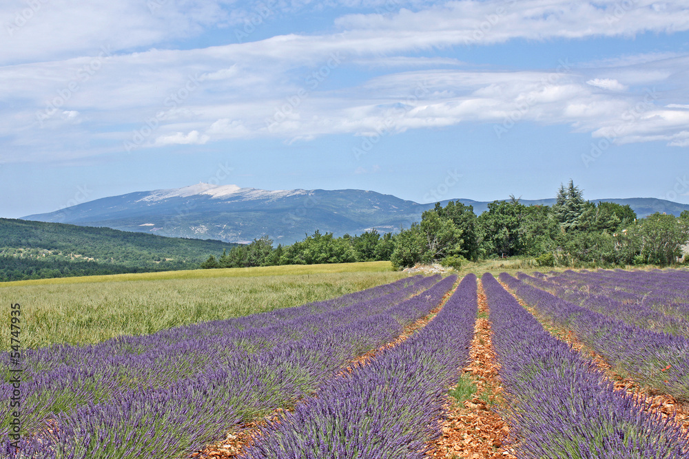 Lavandes et Mont Ventoux