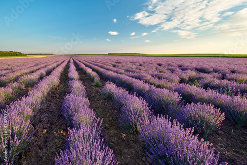 Fields of Lavender against the blue sky