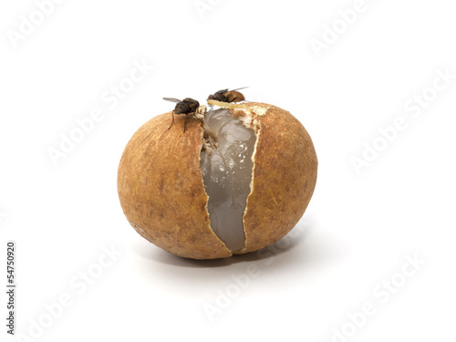 A longan fruit rot with worm and fly